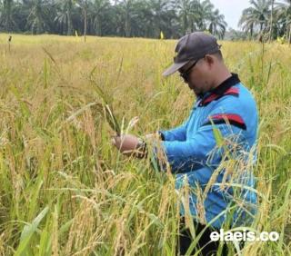 Bengkulu Targetkan Penanaman 10.730 Hektar Padi Gogo di Lahan Kelapa Sawit 