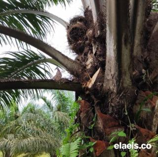 Petani Resah, Ninja Sawit Merajalela di Tanah Laut 