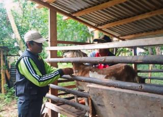 Rawan Terjangkit PMK, Petani Kelapa Sawit di Bengkulu Utara Diminta Vaksinasi Kambing