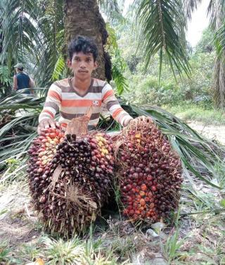 Harga TBS Kelapa Sawit di Bengkulu Diprediksi Terus Meningkat, Ini Penyebabnya!