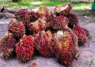 Kenaikan Harga Bahan Pokok Selama Ramadan Mempengaruhi Harga TBS Kelapa Sawit di Bengkulu