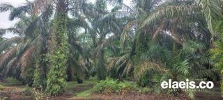 Petani Ikut Senang, Pemprov Sulbar Dapat Jatah Replanting Sawit 3.250 Hektar