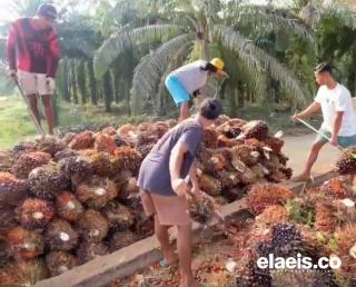 Sejumlah Ram di Mukomuko Beli TBS Kelapa Sawit dari Petani dengan Harga Tinggi