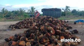 Meroket Terus, Harga Sawit Sumbar Rp2.860,64/Kg