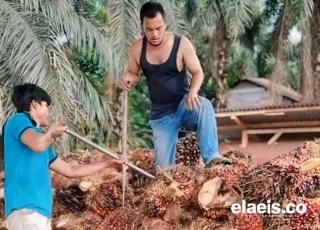 Harga Kelapa Sawit di Sumut Lebih Tinggi Dibanding Bengkulu