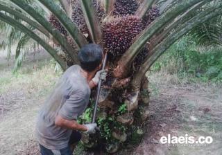 Harga Sawit di Mukomuko Terus Naik, Segini Besarannya!