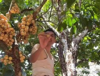 Petani Duku di Kaur Menderita Akibat Harga Murah, Lebih Rendah dari Kelapa Sawit