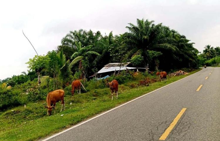 Petani Sawit di Bengkulu Selatan Wajib Kandangkan Ternak Jelang Lebaran Idul Fitri, Ini Penyebabnya!