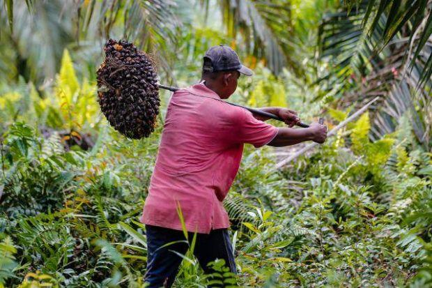 Dompet Petani Riau Makin Tebal Sambut Lebaran, Harga TBS Sawit Mitra Swadaya Naik