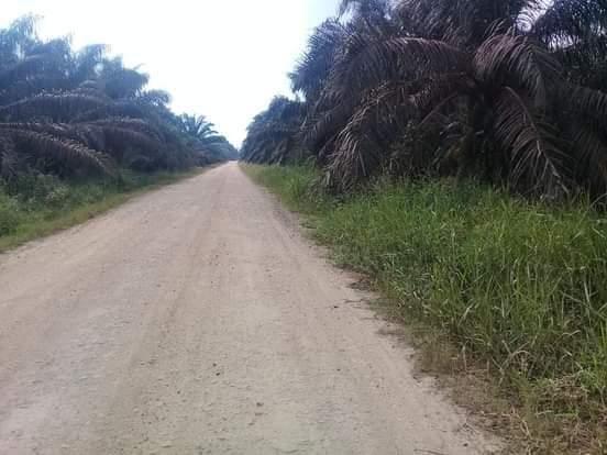 Jalan Kebun Bisa Pengaruhi Produktivitas Tanaman Sawit, Ini Penjelasannya!