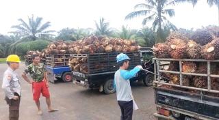 Jangankan Lawan Sumut, Lawan Jambi Saja Harga TBS Sawit di Bengkulu Kalah