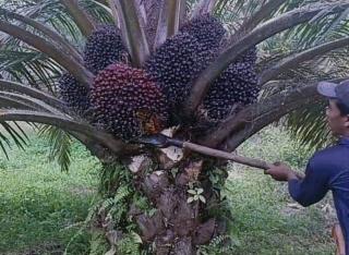 Petani Sawit di Bengkulu Bisa Kesulitan Mengurus Sertifikasi ISPO, Ini Alasannya!