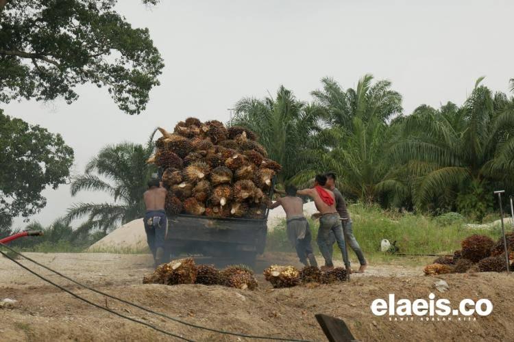 Merosot Terus, Harga Sawit di Sumbar Jadi Segini 