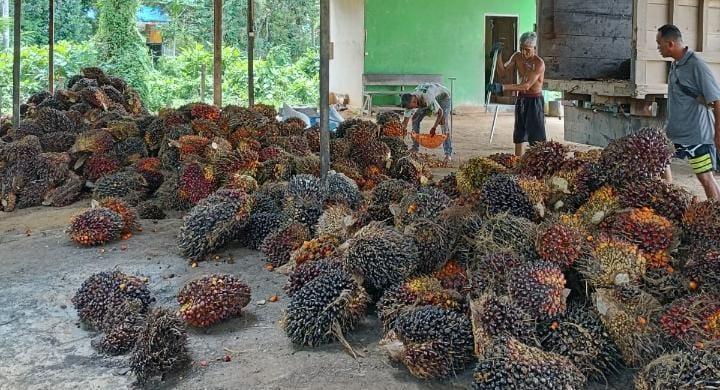 Produksi Kebun Sawit Mulai Naik di Kukar