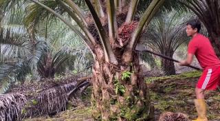 Petani Sawit di Bengkulu Tingkatkan Produktivitas Tanpa Dukungan Pemerintah