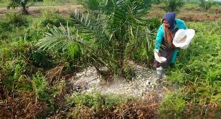 Petani Kelapa Sawit di Bengkulu Berhenti Memupuk Tanaman Sawit