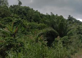 Berkebun Sawit Membuat Petani di Arso Trauma Dua Kali, Ada Apa?