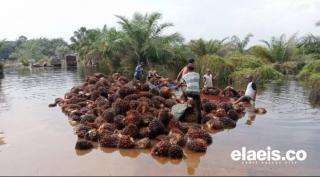 Curah Hujan Tinggi, Kebun Sawit Koppsa-M di Kampar kembali Terendam Banjir