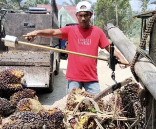 Tauke Sawit Diminta Tidak Memainkan Timbangan, Bisa Merugikan Petani