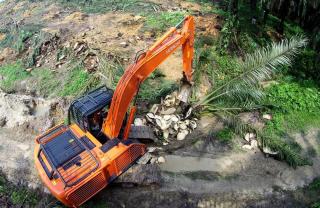 Penerima Replanting Sawit di Bengkulu Sudah Mulai Land Clearing dan Penanaman