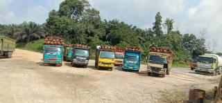 Petani Riau Full Senyum di Akhir Pekan, Harga TBS di PKS Naik