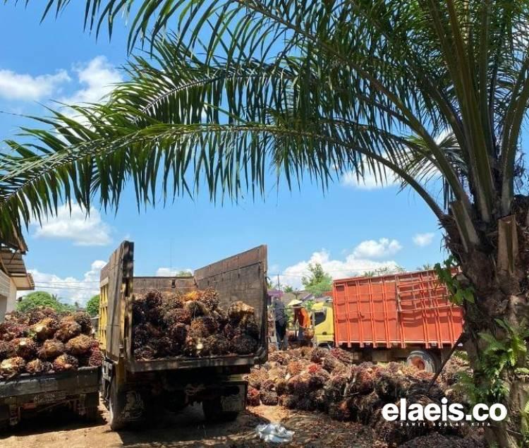 Naik Rp100/Kg, Harga Sawit di Sultra Dibandrol Segini 