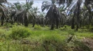 Aspek-PIR Targetkan PSR 1.000 Hektar di Provinsi Jambi