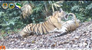 Harimau Mangsa Pekerja, Areal Perkebunan PT SAS Dipastikan di Luar Kawasan Hutan