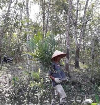 Disbun Riau Berupaya Pertahankan Eksistensi Karet di Tengah Gempuran Sawit