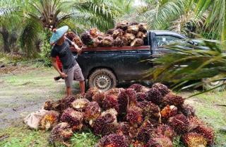 Kemarau Panjang, Produksi Kebun Sawit di Rohil Anjlok