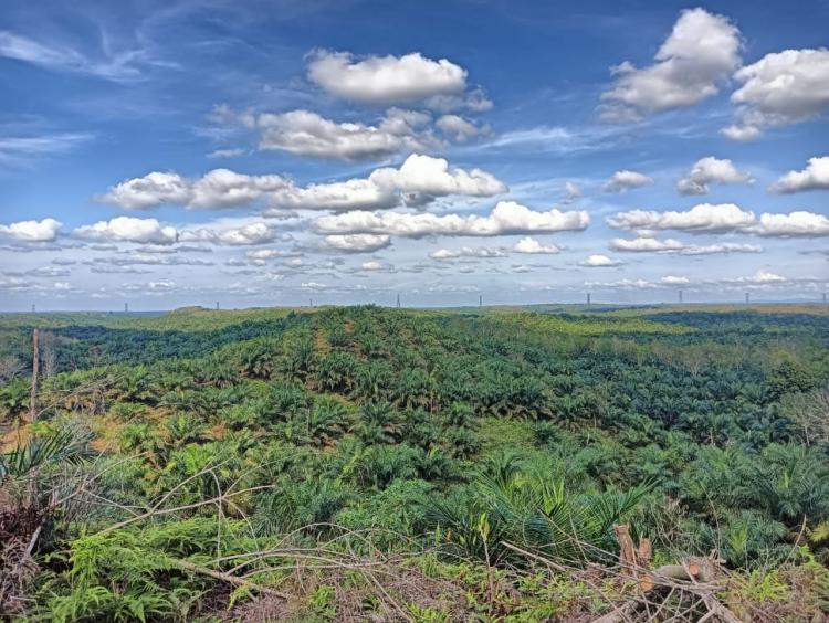 313 Petani di Desa Rantau Bertuah Mulai Bernapas Lega