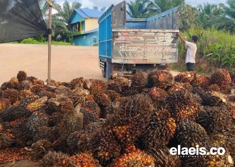 Harga Sawit di Sumut kembali Melambung Jadi Rp3.093.42/Kg