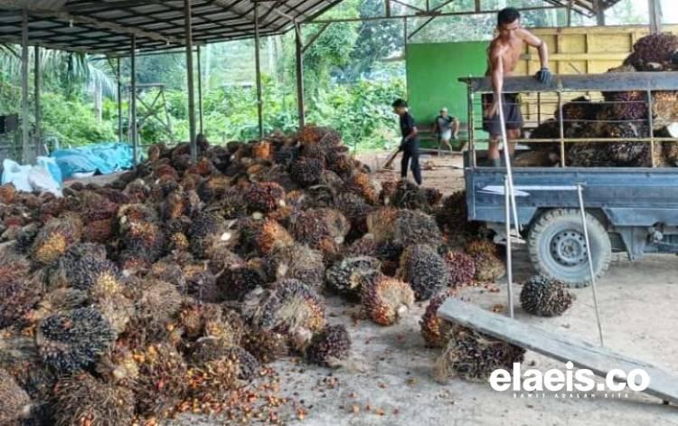 Agustus, Harga Sawit di Kaltara Merangkak Naik