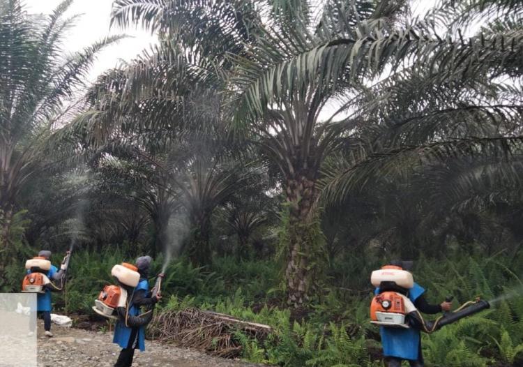 Dikepung Ulat Kantong, Produksi Kebun Sawit Petani di Kaltara Anjlok, Padahal Harga Lagi Moncer 