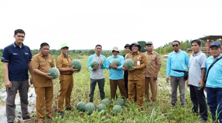 Di Daerah Ini, Sawit Justru Mulai Ditinggalkan