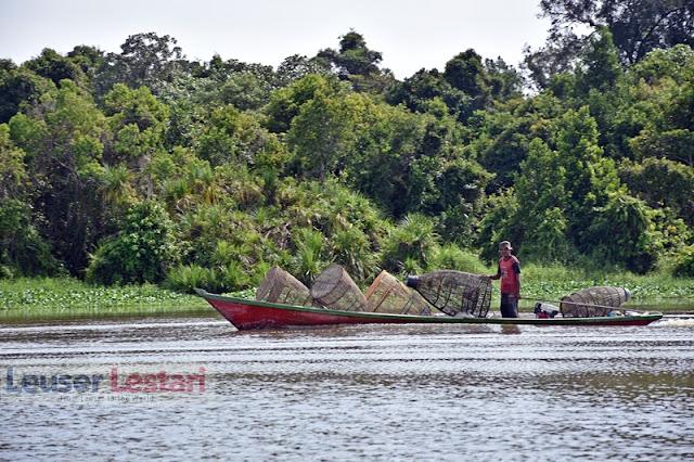 Mayoritas Kawasan SM Rawa Singkil Masih Utuh, Kebun Sawit akan Direstorasi Bertahap