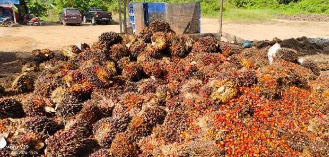 Anjlok, Harga Sawit di Kalbar Minggu Ini Rp2.854.54/Kg 