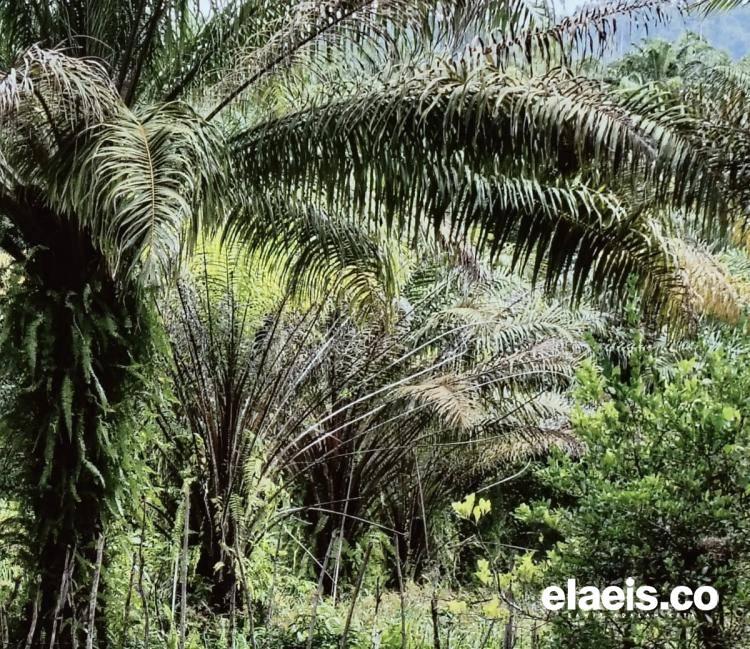 Potensi untuk Menambah Luas Kebun Sawit di Sulteng Masih Tinggi