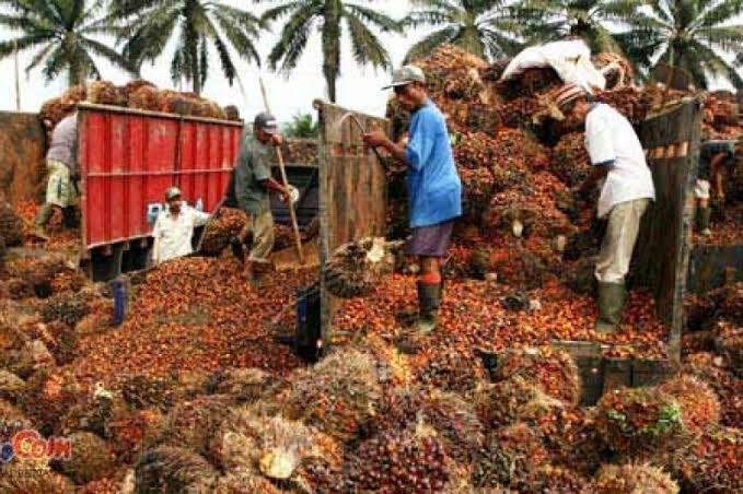 Harga TBS Sawit Mitra Swadaya di Riau Naik, Tertinggi Rp 3.016,28/Kg 