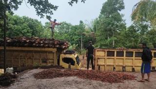 Produksi Anjlok, Harga Sawit di Sumut kembali Naik