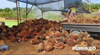 Meroket Lagi, Harga Sawit di Sumbar Rp3.079,53/Kg