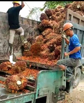 Senyum Manis di Awal Agustus, Kembali Meroket Harga CPO Hasil Tender PT KPBN Periode 5 Agustus 2024