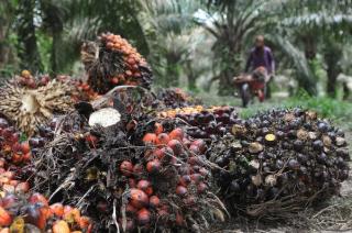 Mantap Lur, Harga TBS Sawit Mitra Swadaya Riau Naik Lagi