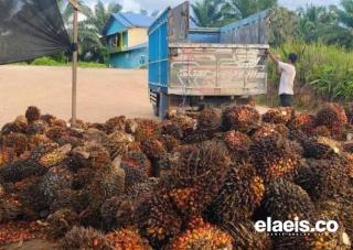 Harga Sawit di Sumut kembali Melambung Jadi Rp3.093.42/Kg