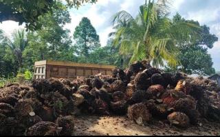 Harga Kelapa Sawit di Sumsel Rp2.824.42/Kg