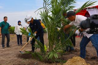 Target Remajakan 60.000 Ha Sawit Rakyat, Begini Cara PalmCo Merealisasikannya