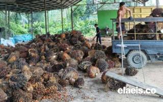 Agustus, Harga Sawit di Kaltara Merangkak Naik