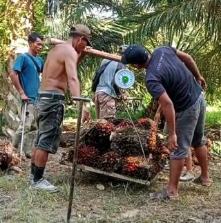 Terpurukku di Sini, di Hasil Tender Harga CPO PT KPBN Periode 14 Agustus 2024