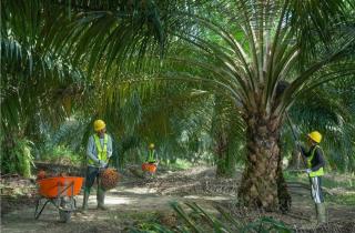 Universitas Trisakti Jadi Kampus Pertama Anggota RSPO di Indonesia