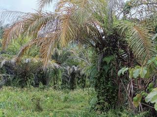 Banyak Kebun Produksi Rendah, Peremajaan Sawit Tengah Digenjot di Sulteng